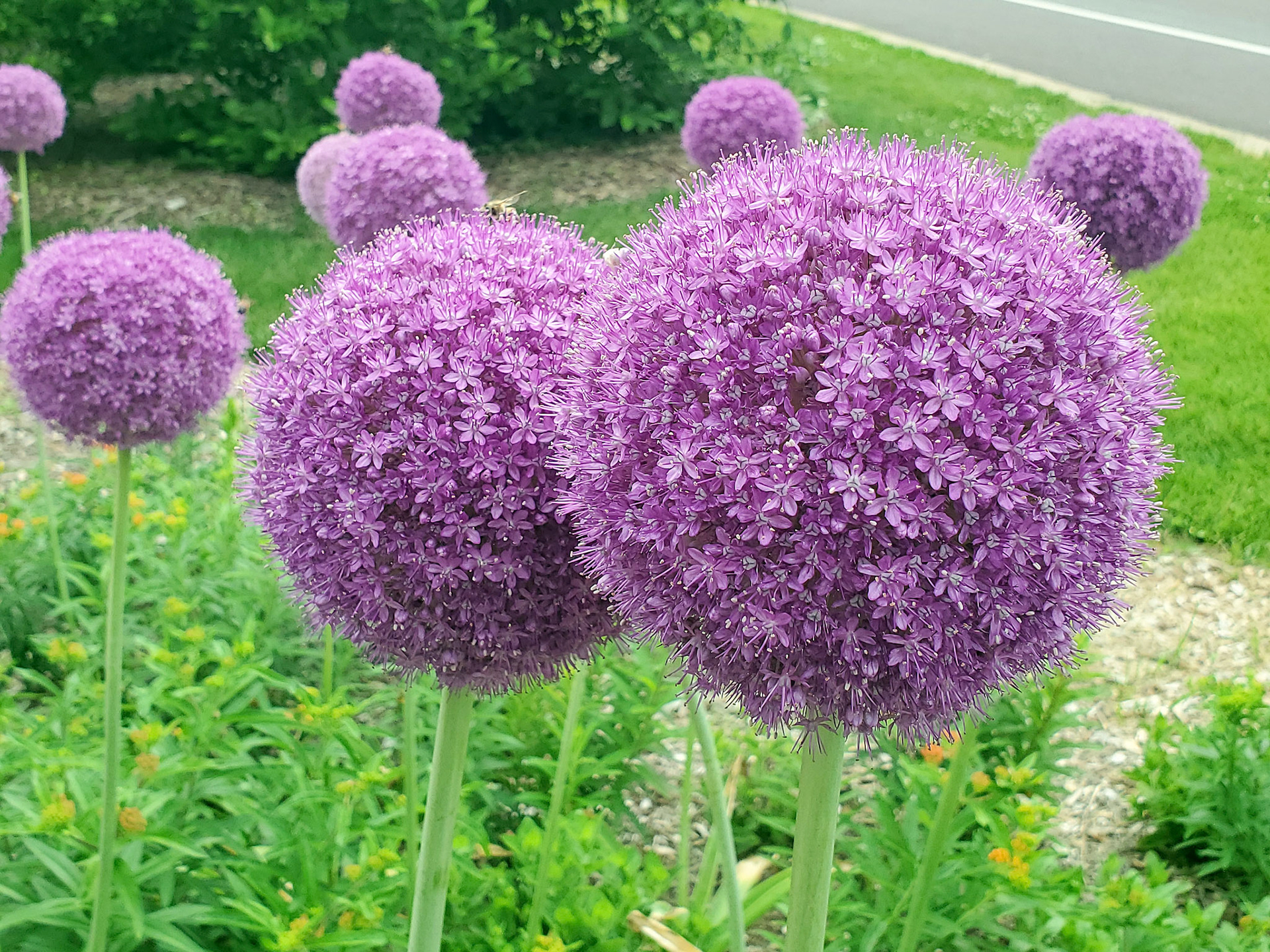 giant onions