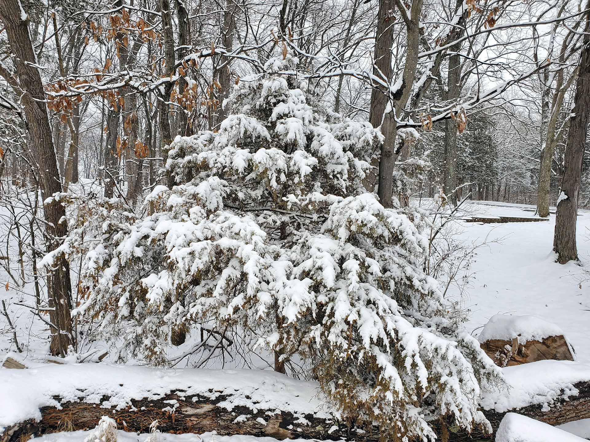 Fort Zumwalt Park (O'Fallon, MO)