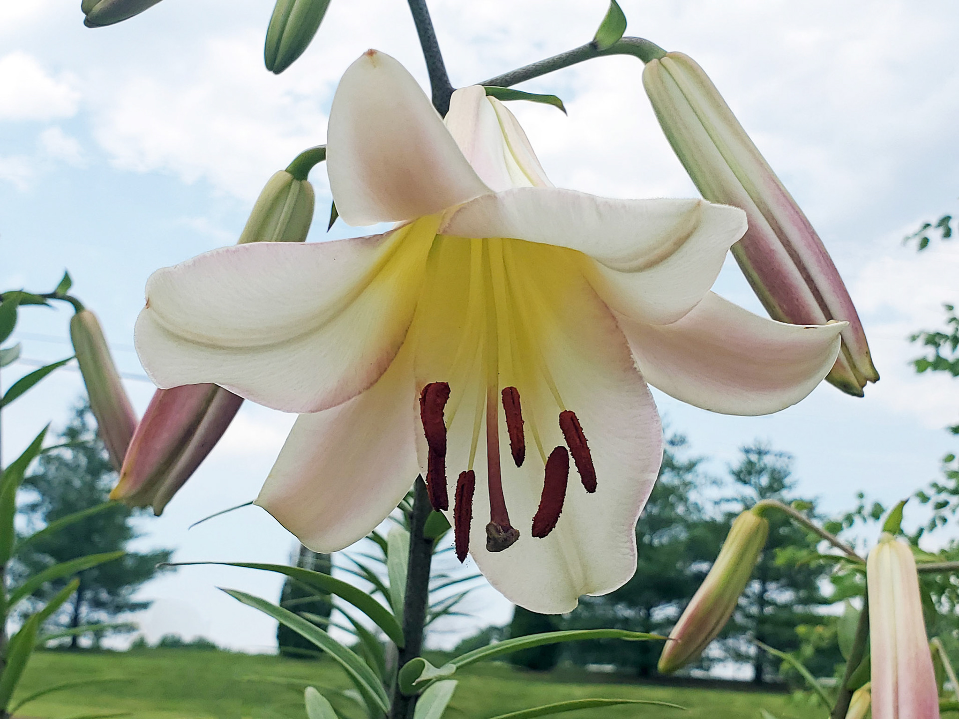 madonna lily