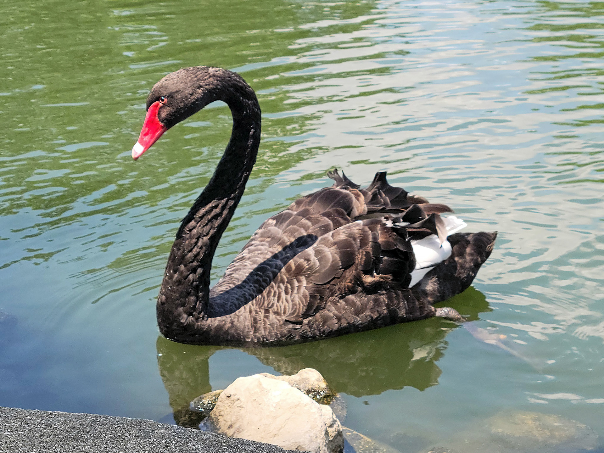 black swan