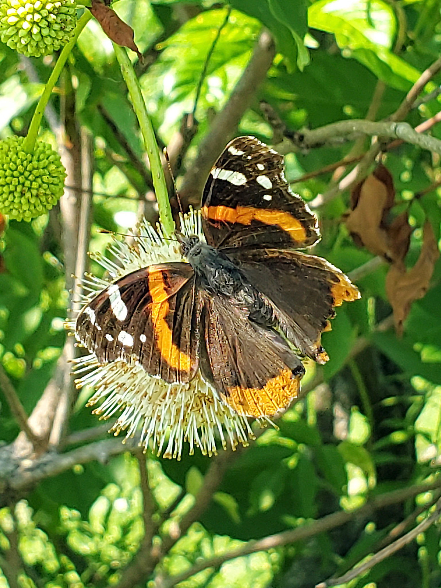 red admiral butterfly