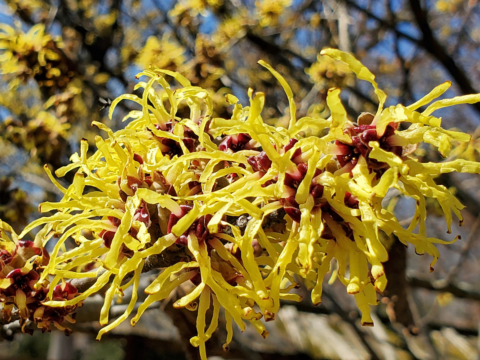 witchhazel