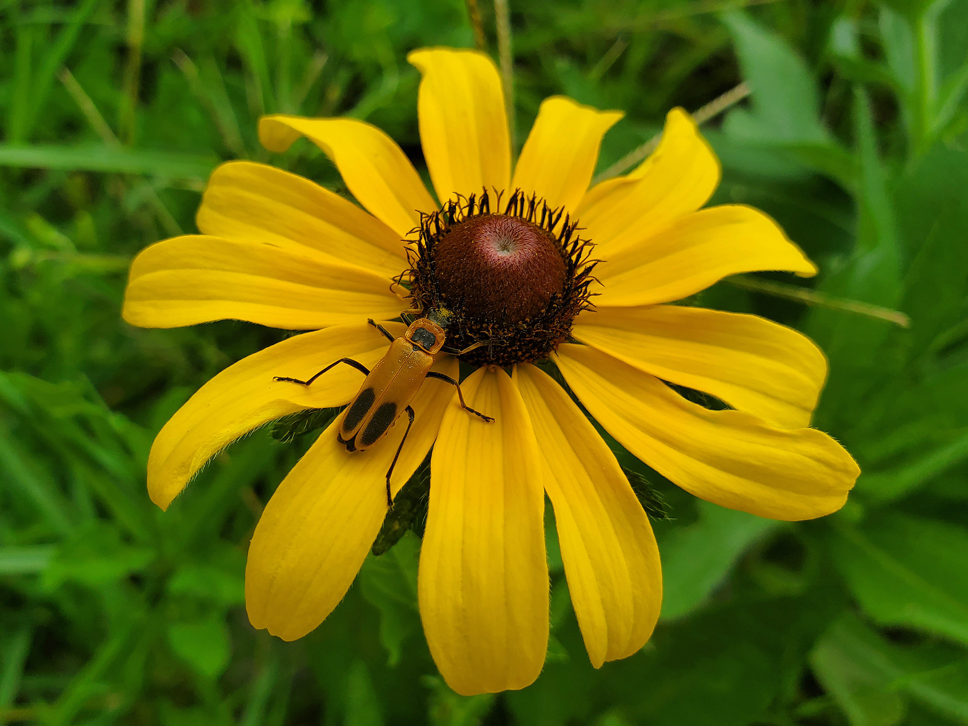 black-eyed susan