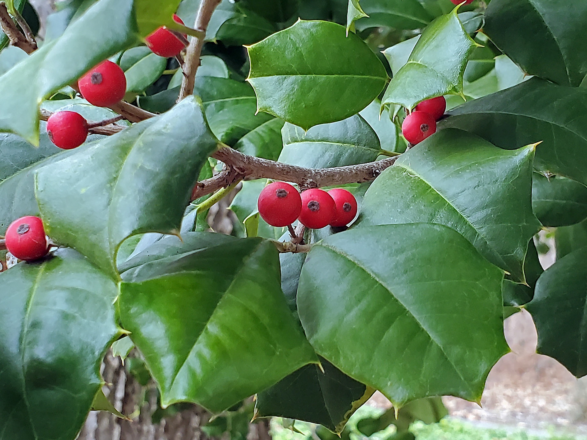 American holly