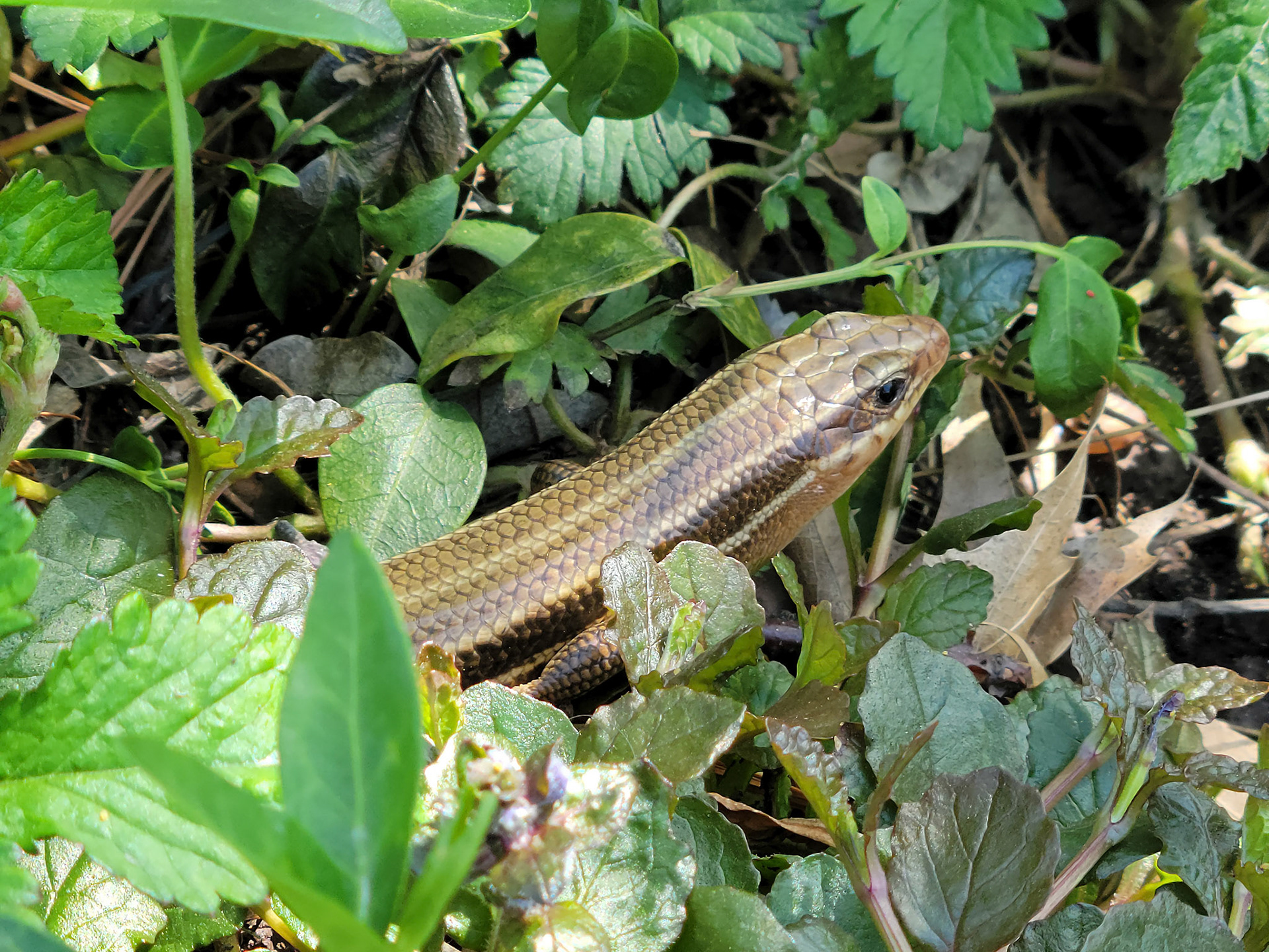 skink