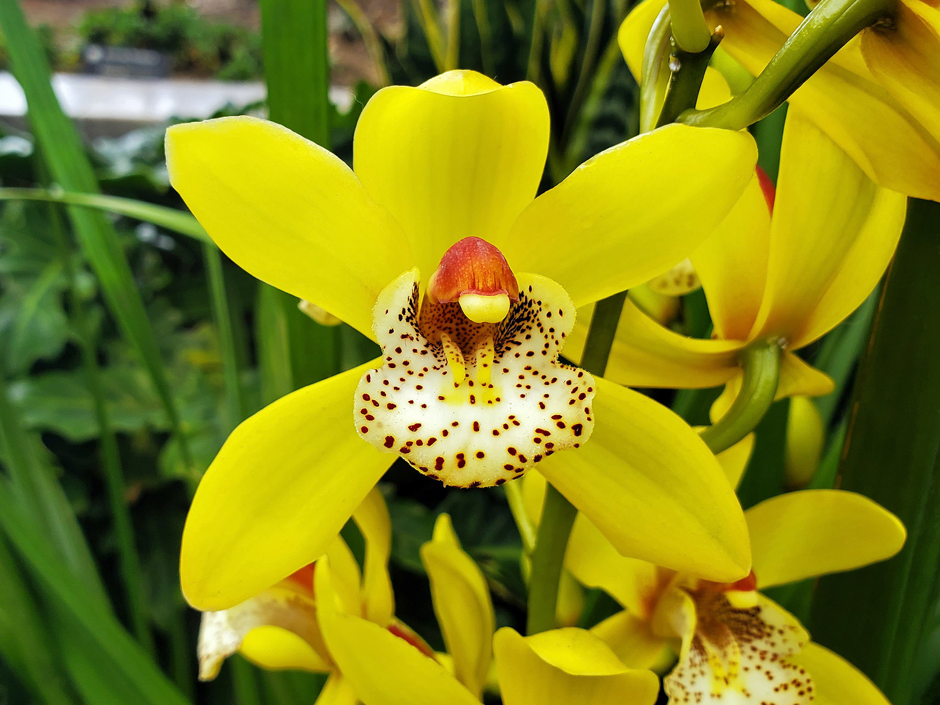 boat orchid