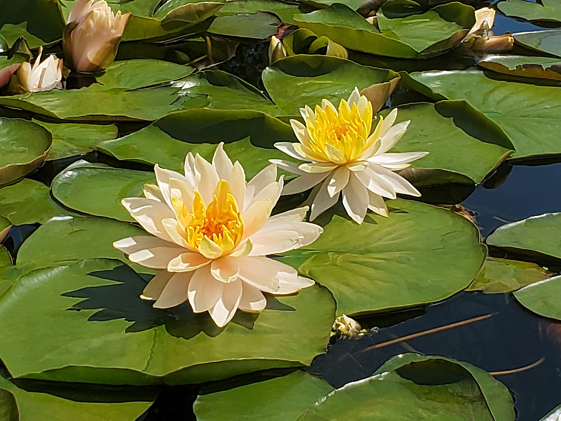 waterlilies