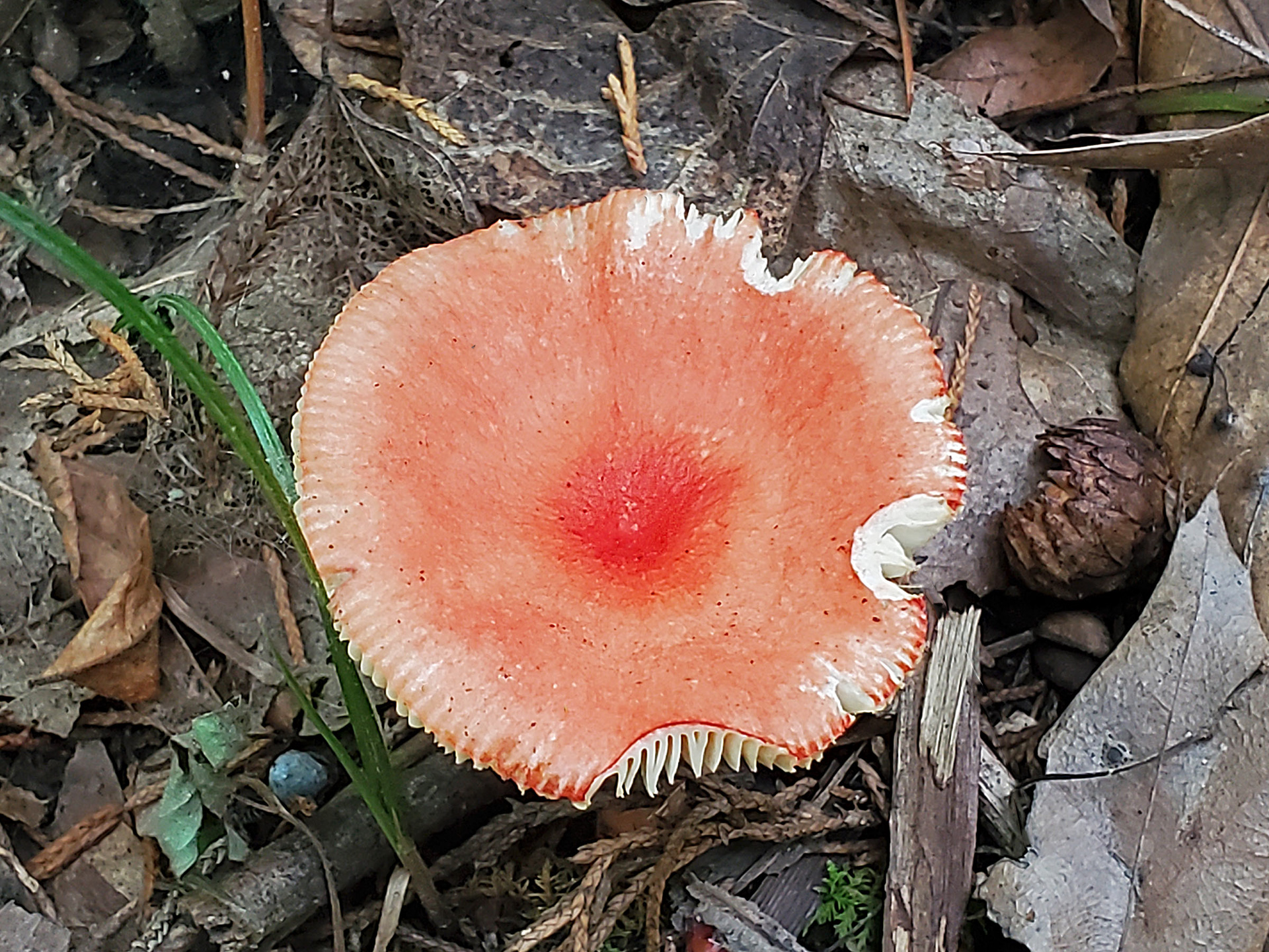 sickener (russula emetica)