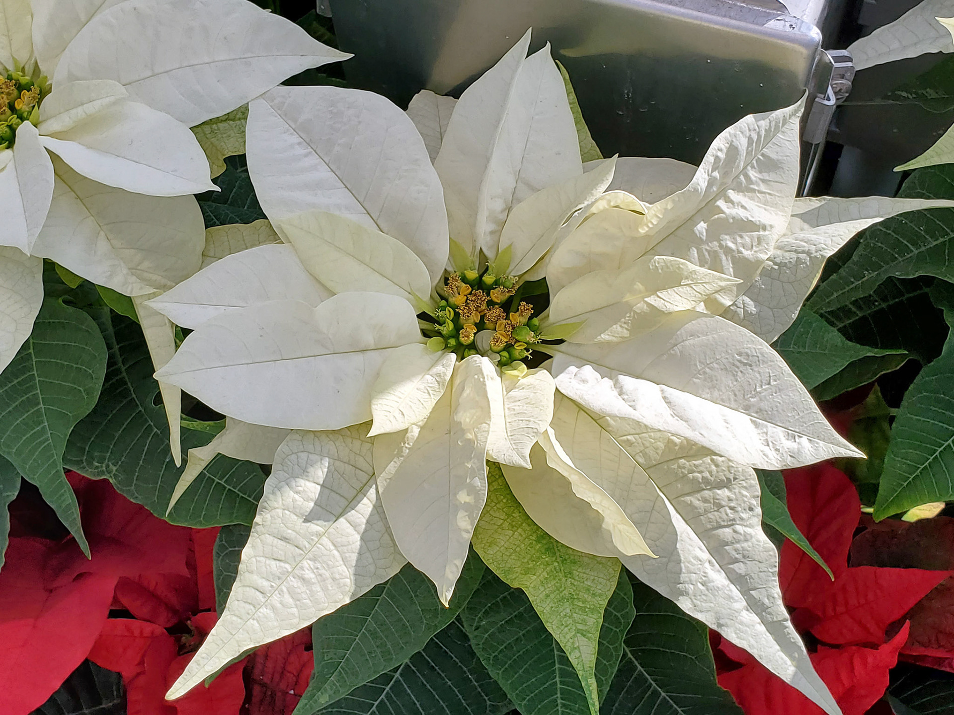 poinsettia