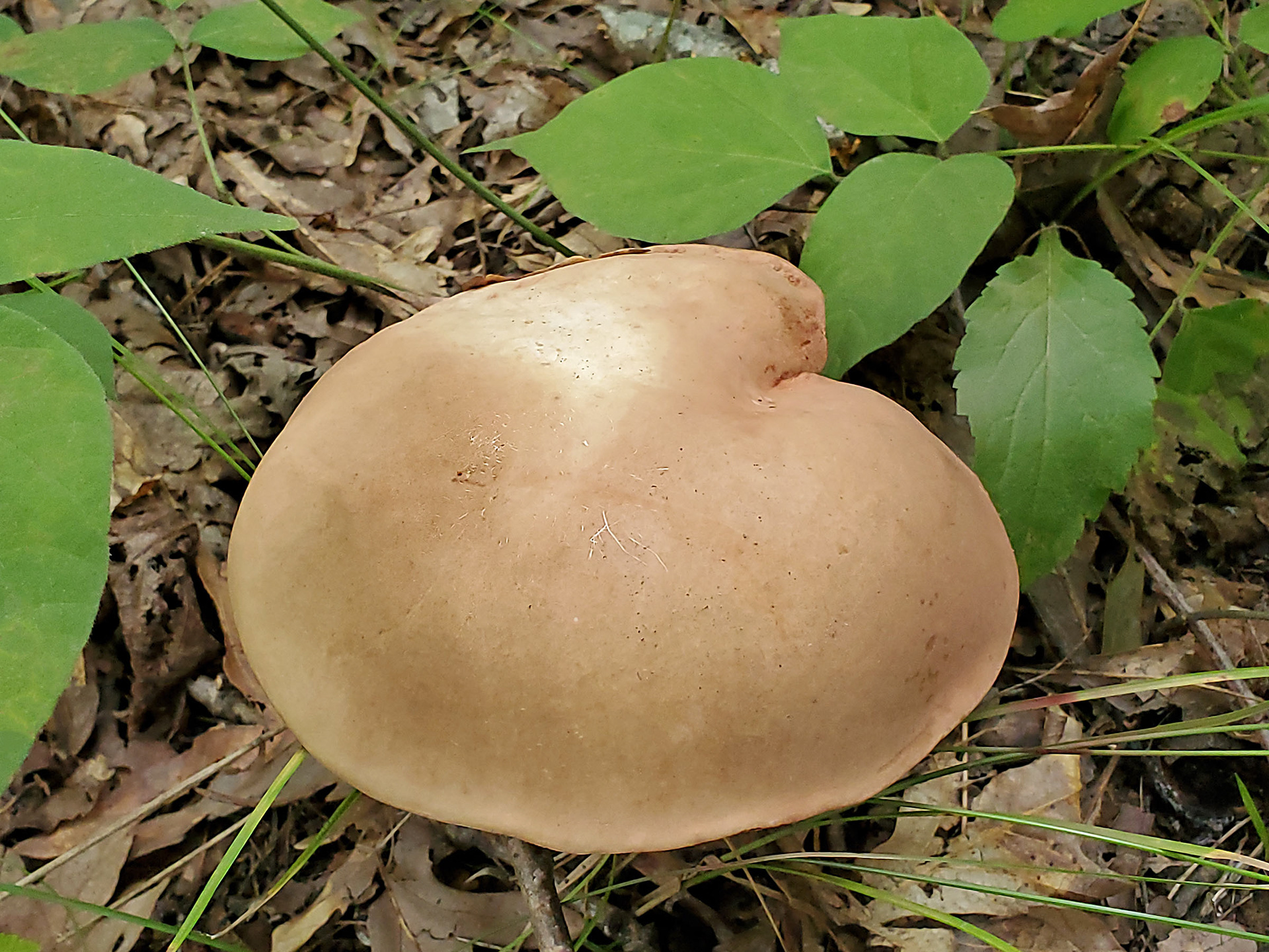 blewit