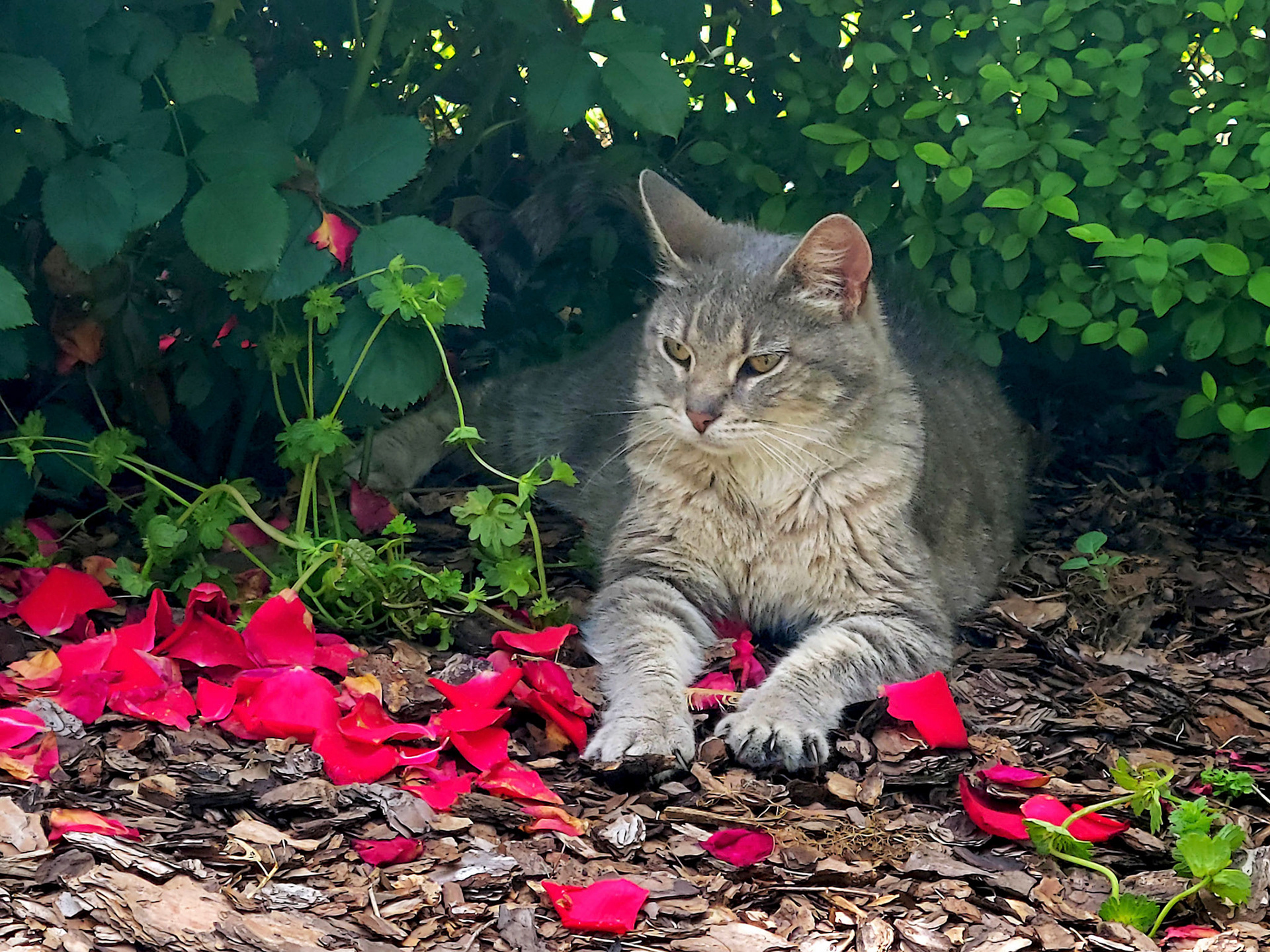 cat