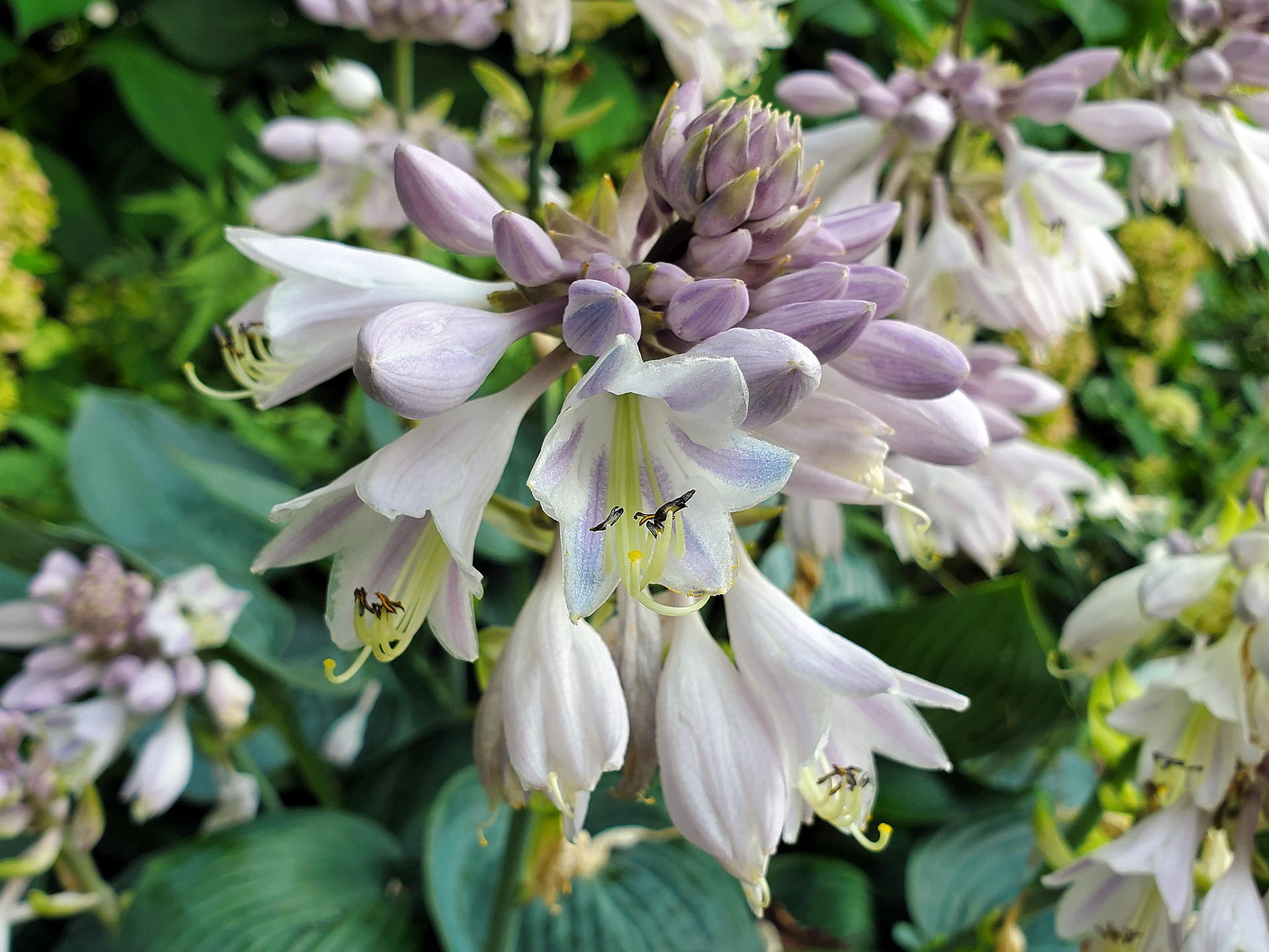 August lily (hosta)