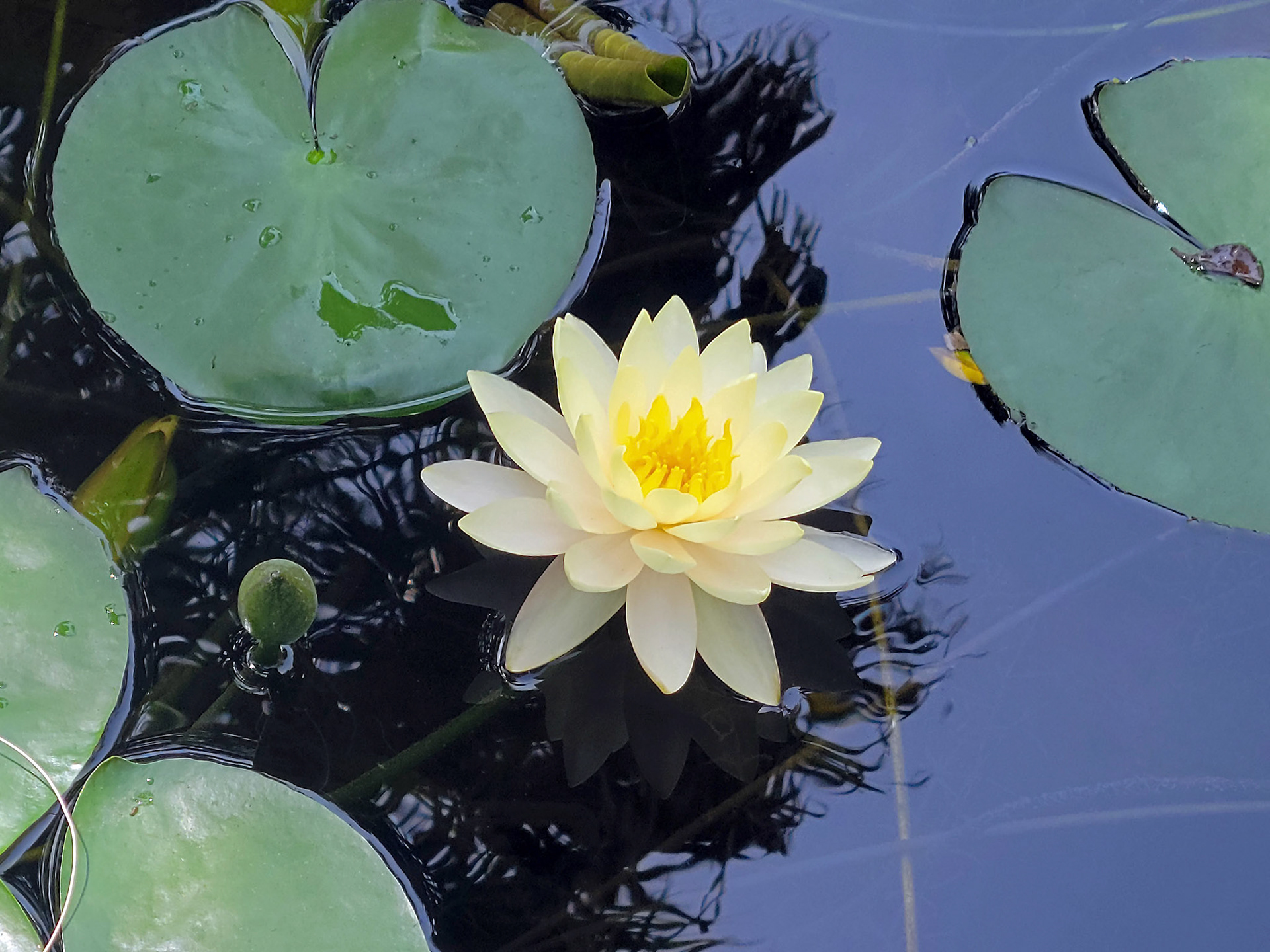 water lily