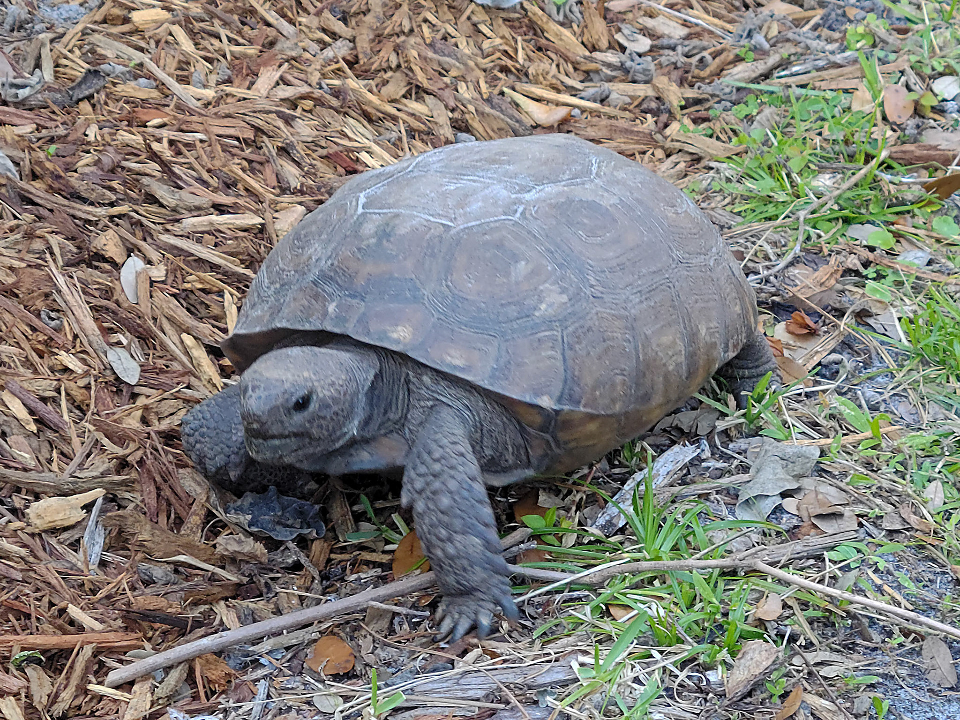 tortoise