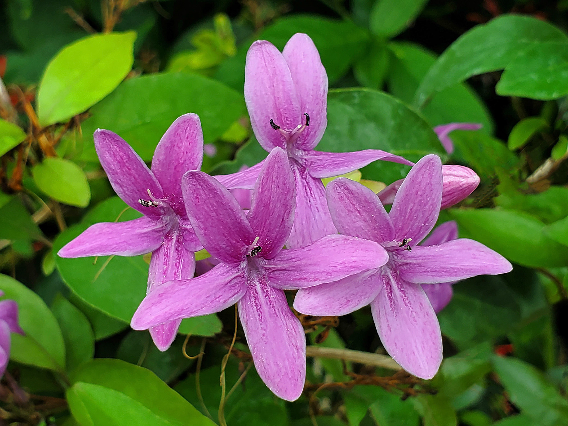 Philippine voilets