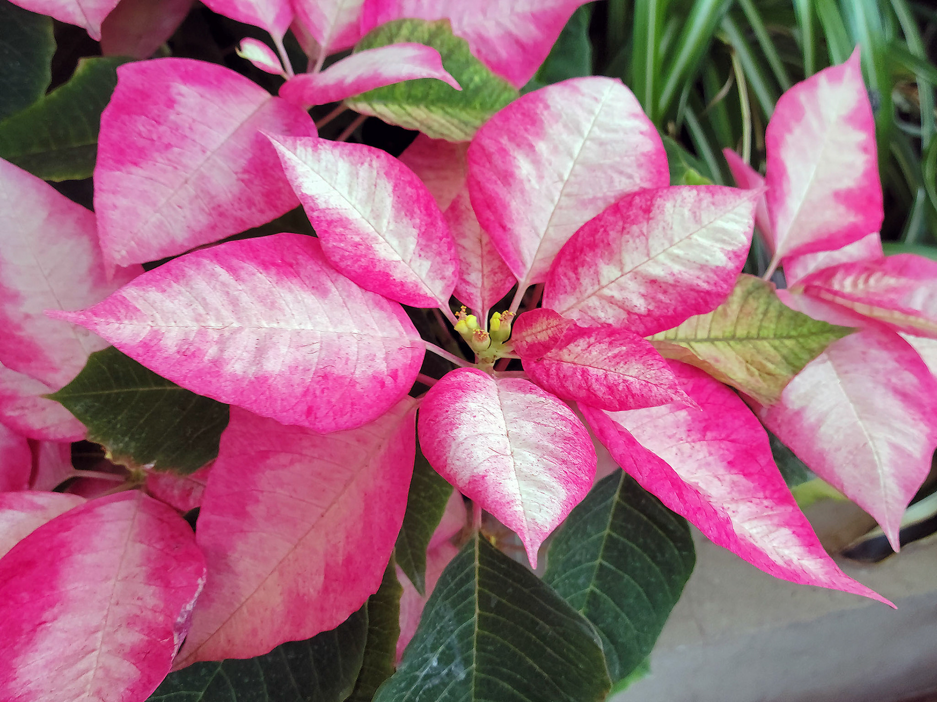 poinsettia