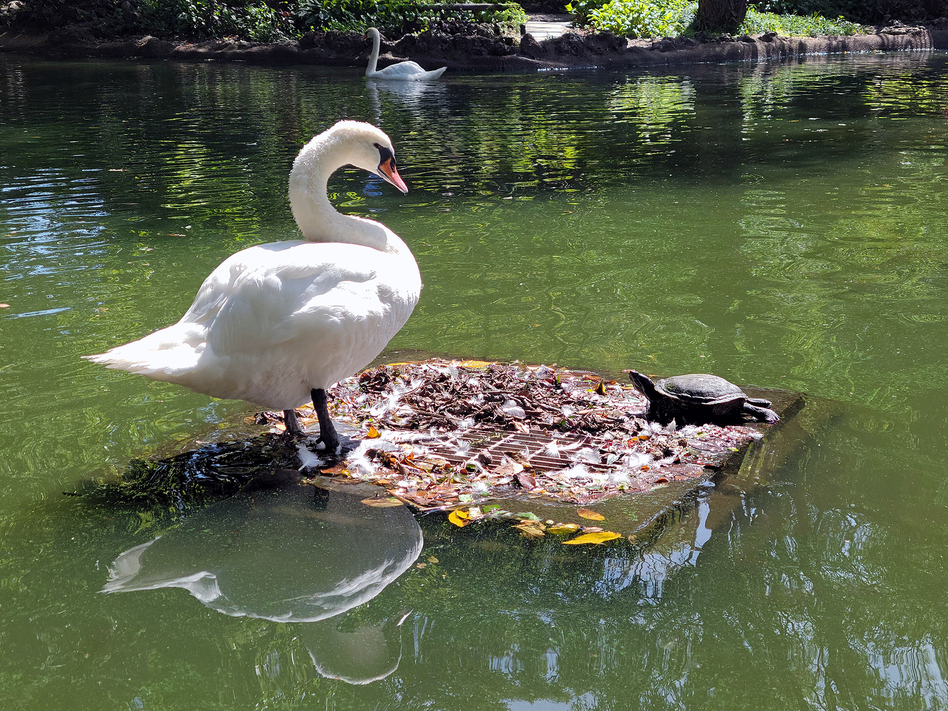 swan and tortoise