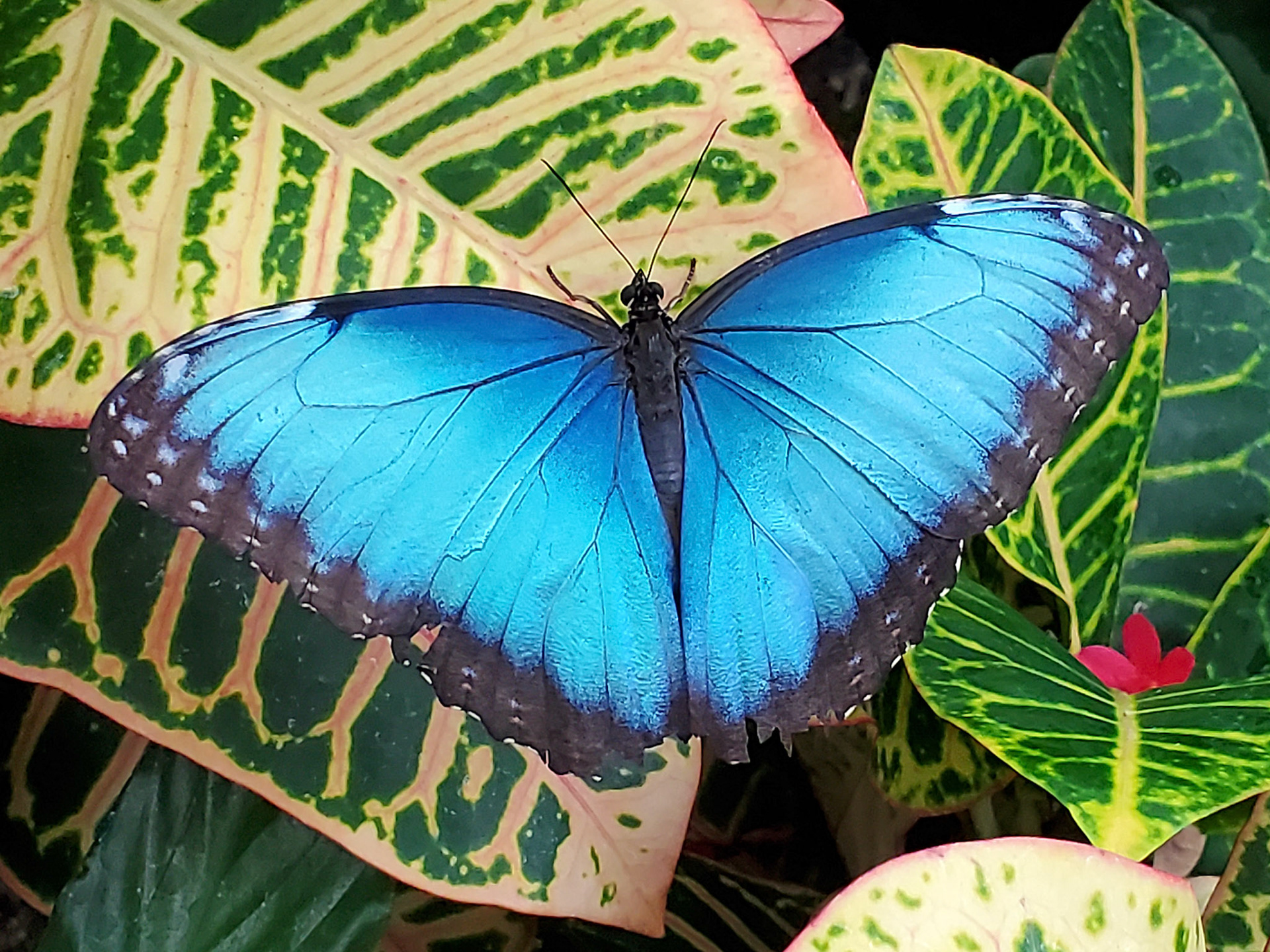blue morpho