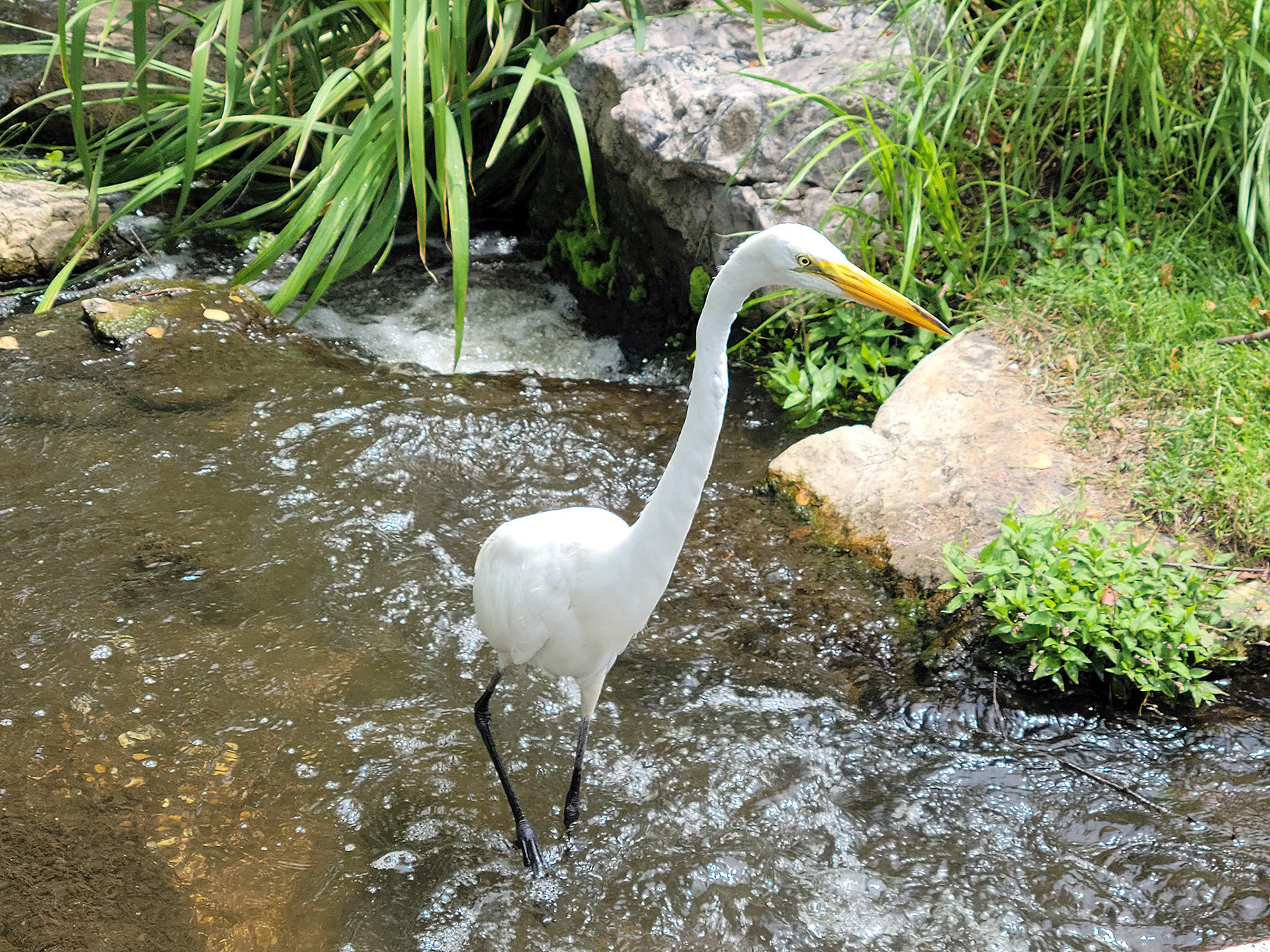 egret