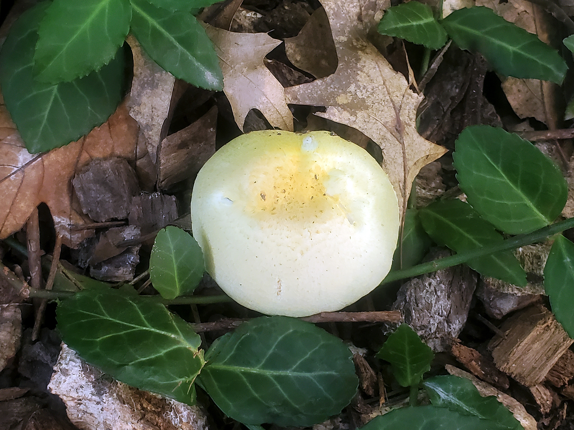waxy cap