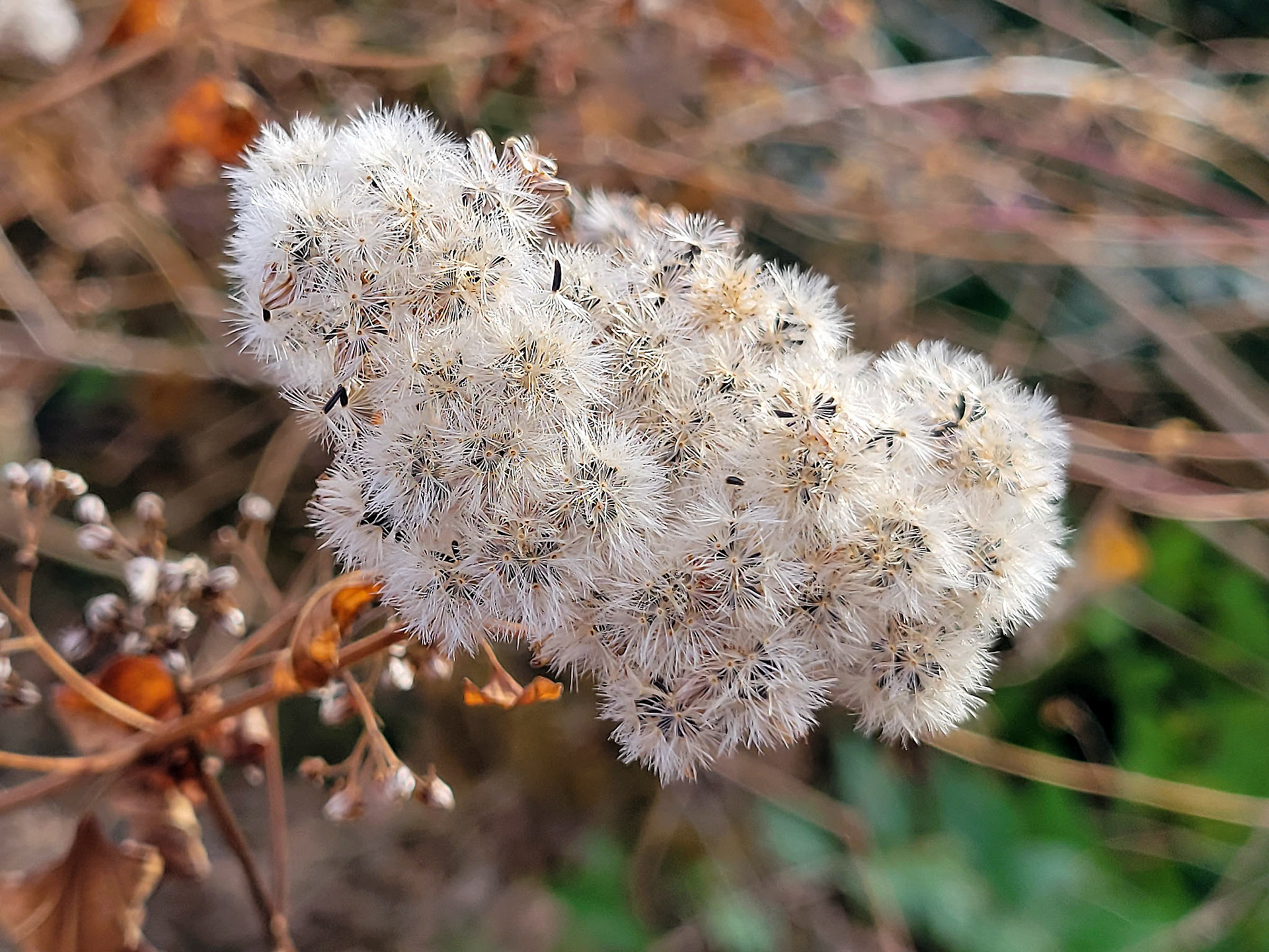 snakeroot