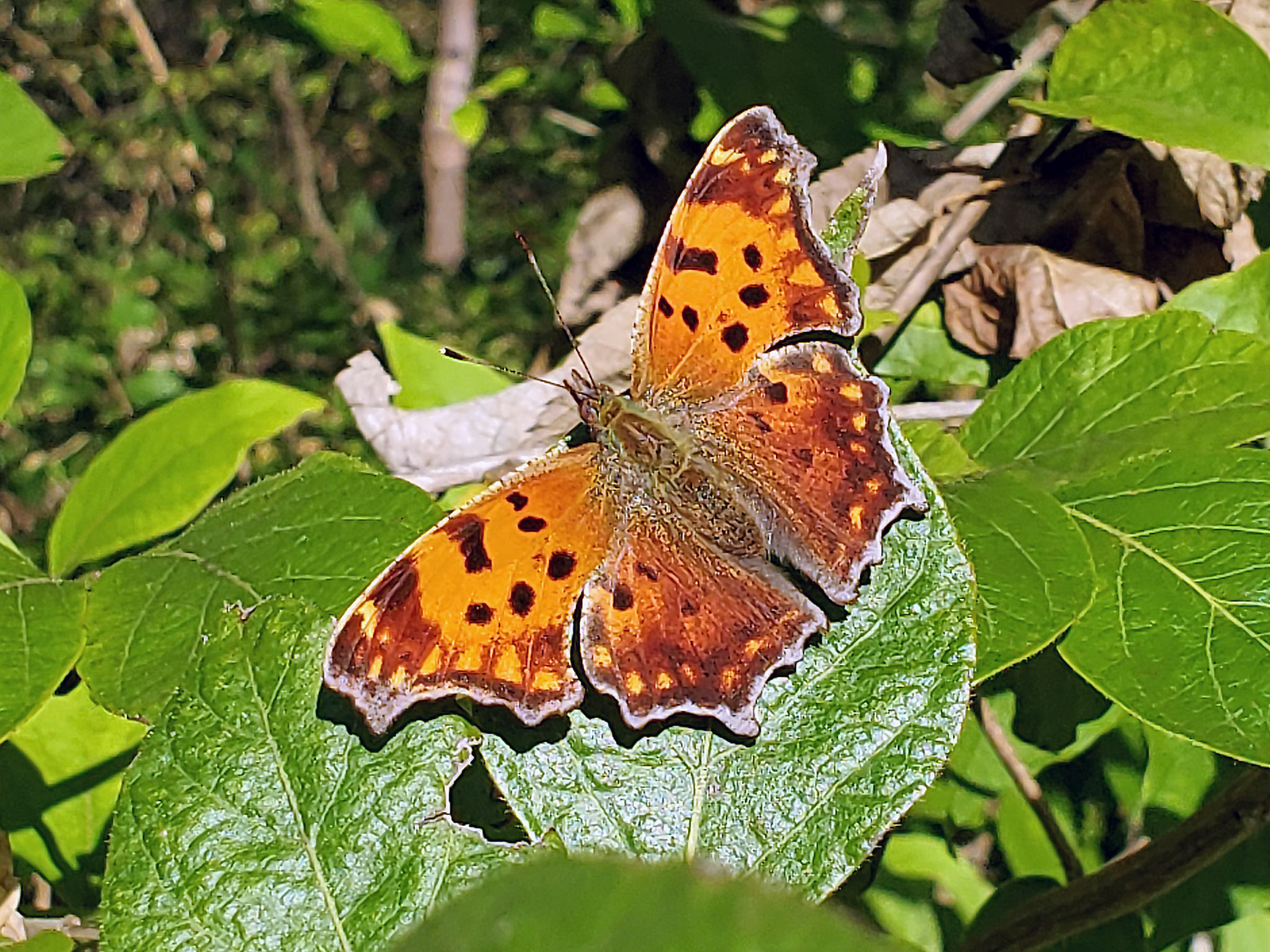 anglewing (comma)