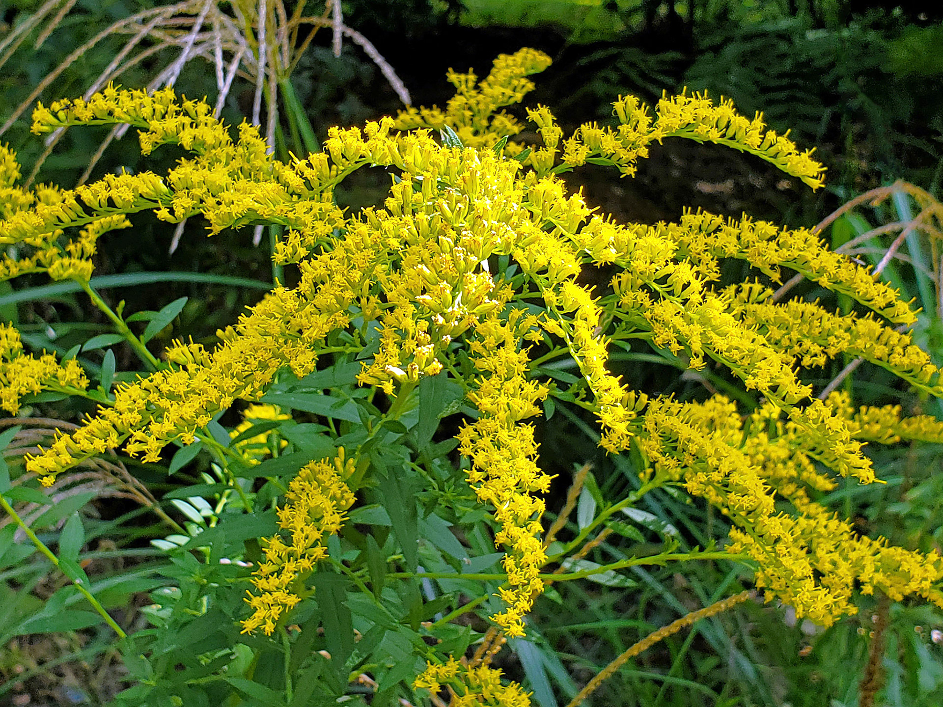 goldenrod