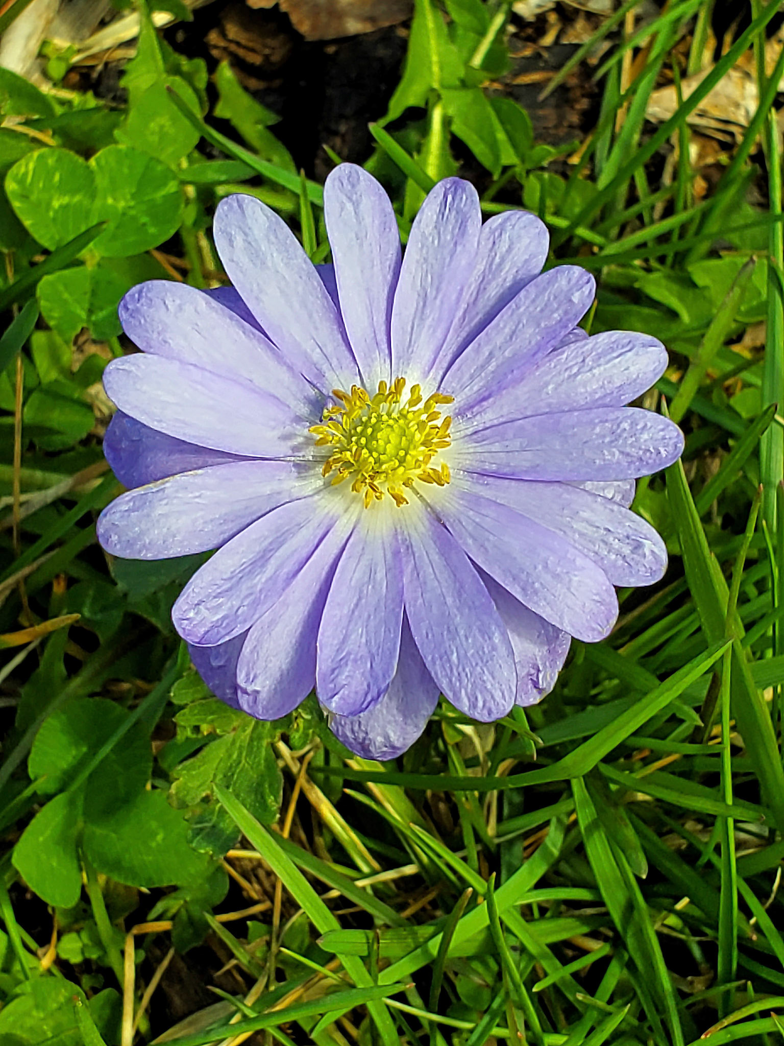 Grecian windflower