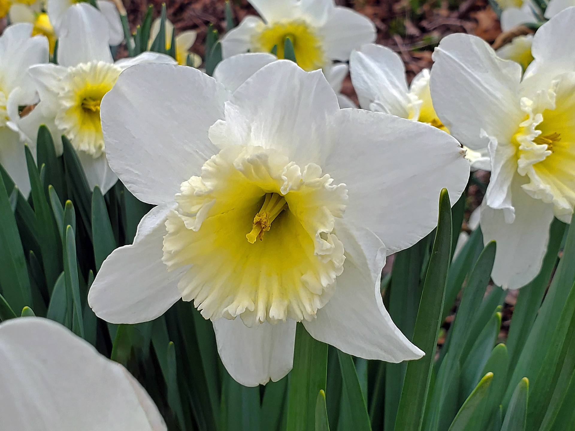 daffodil