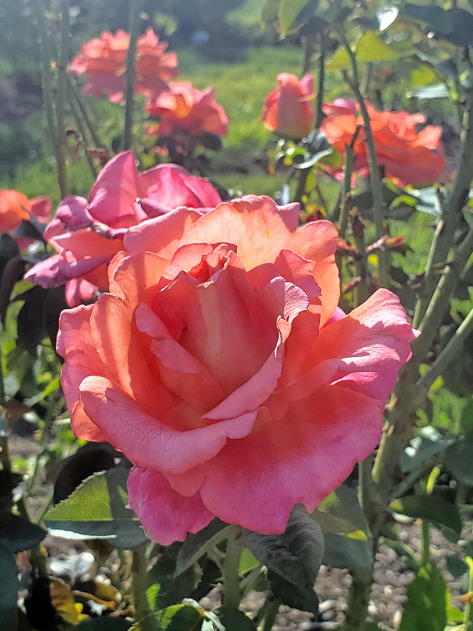 roses