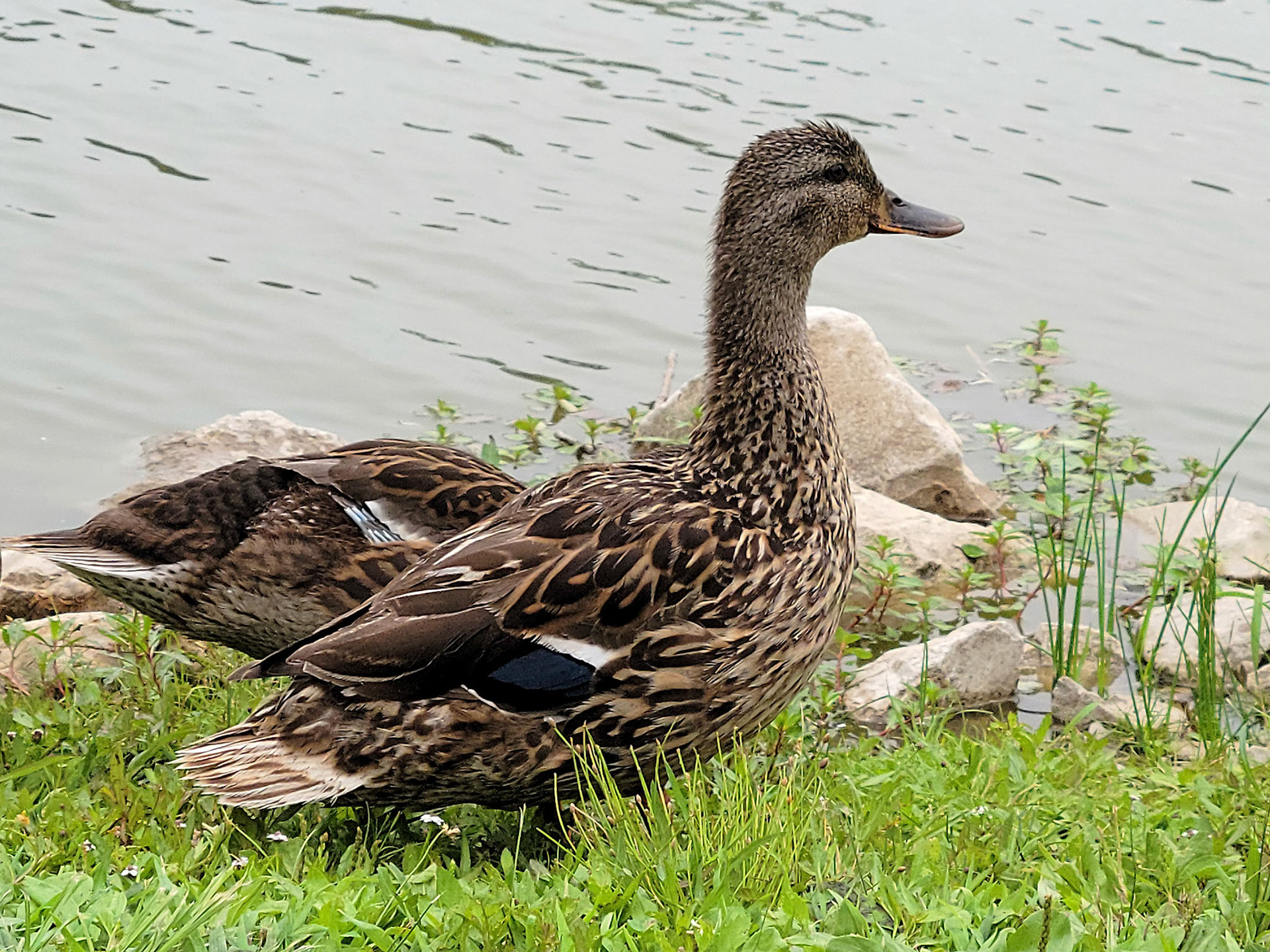 mallard duck