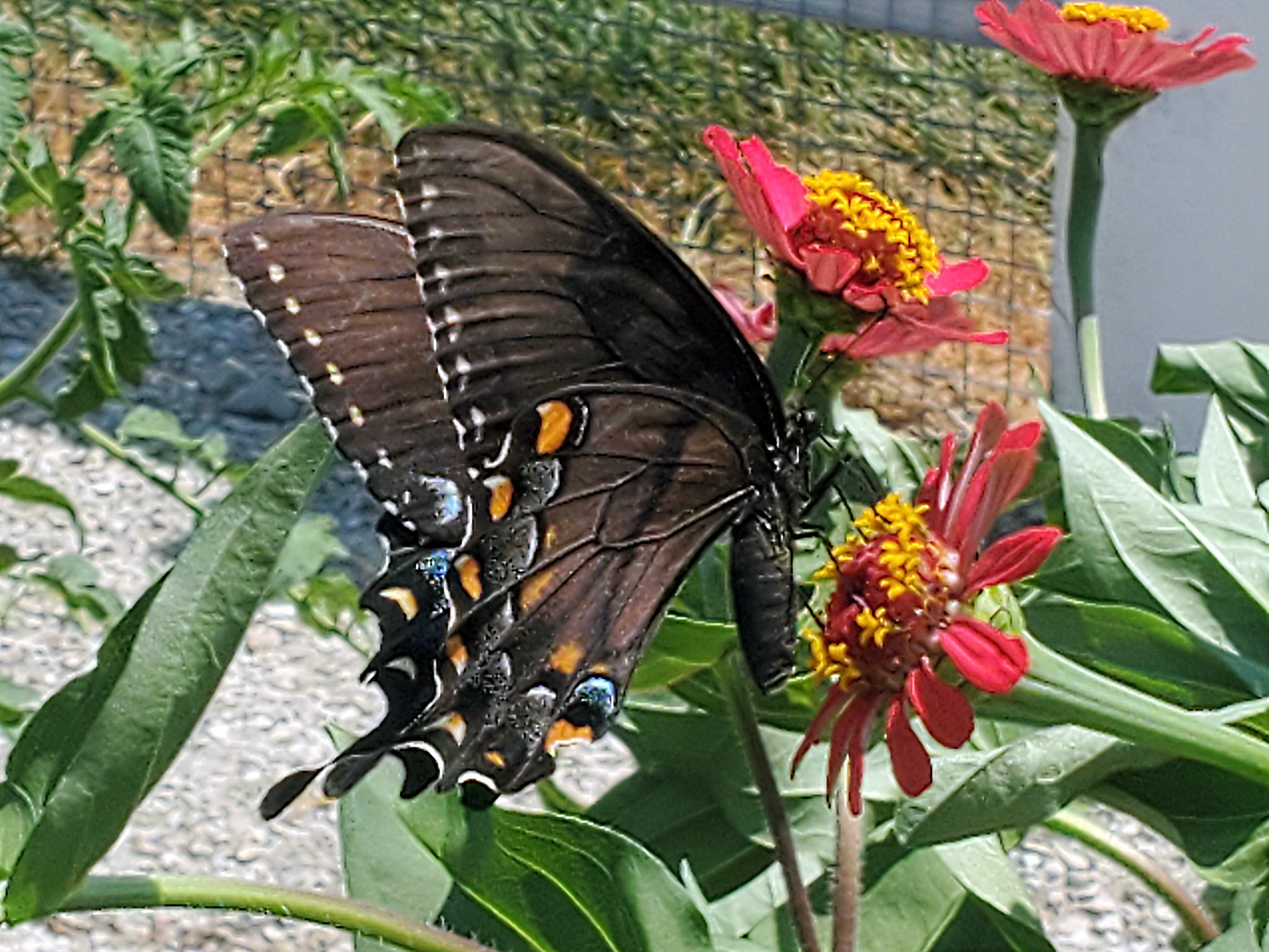 spicebush swallowtail