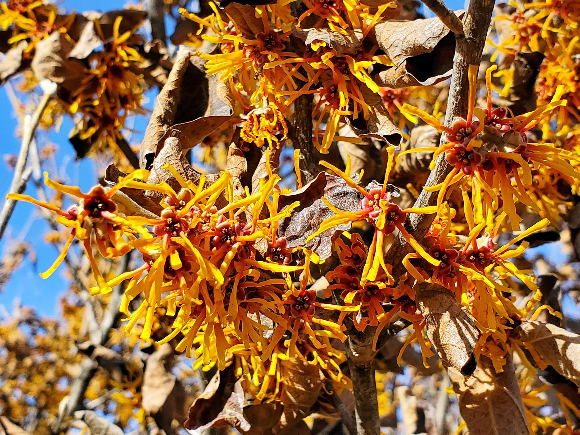 witchhazel