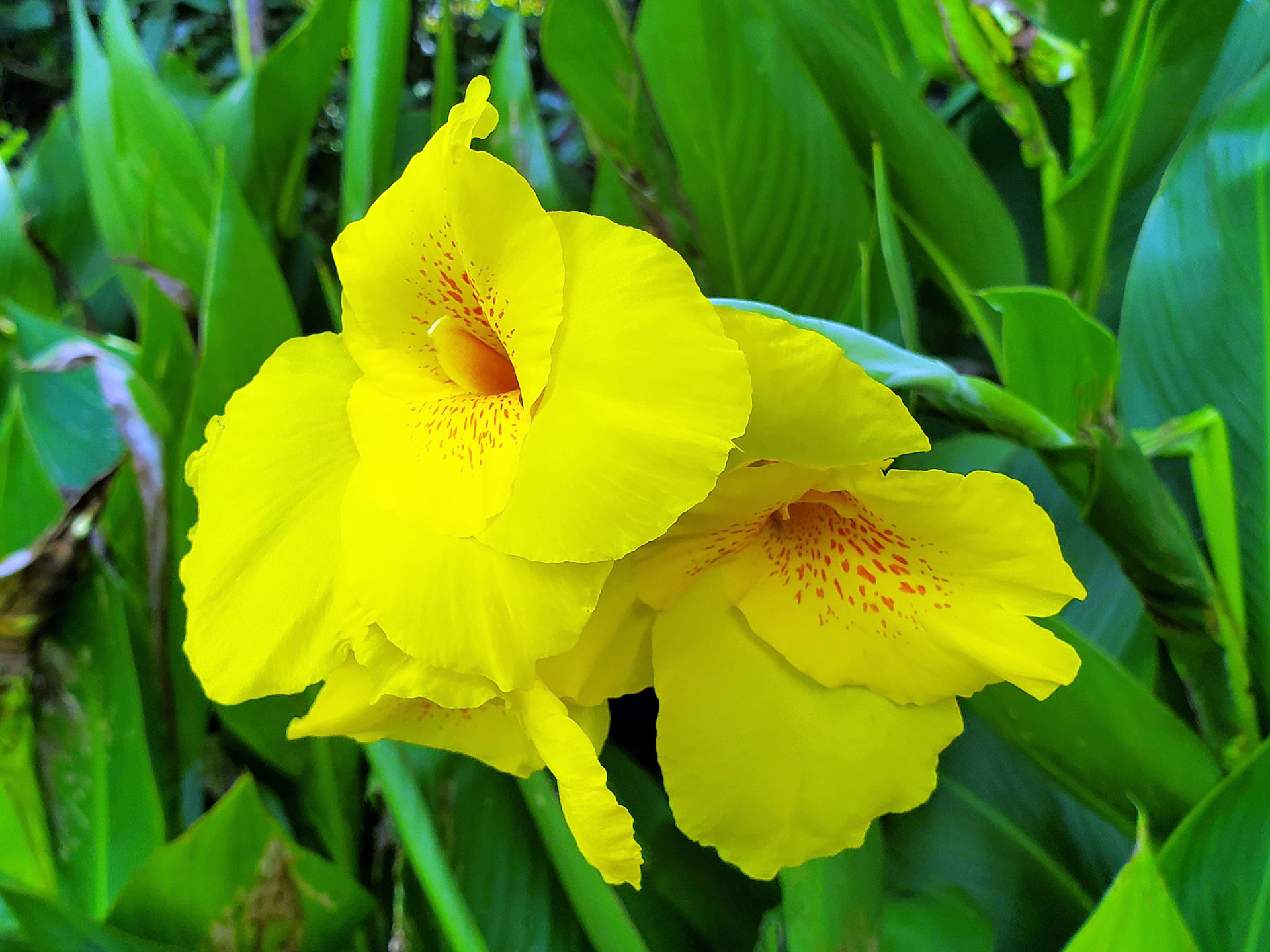 canna (Indian shot)
