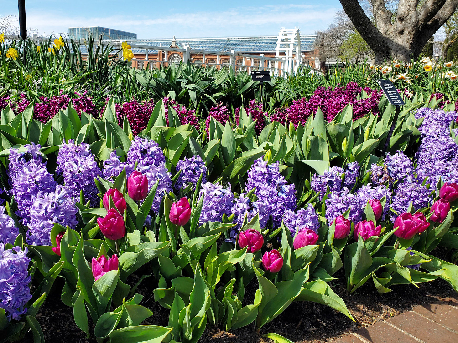 Missouri Botanical Garden (St. Louis, MO)