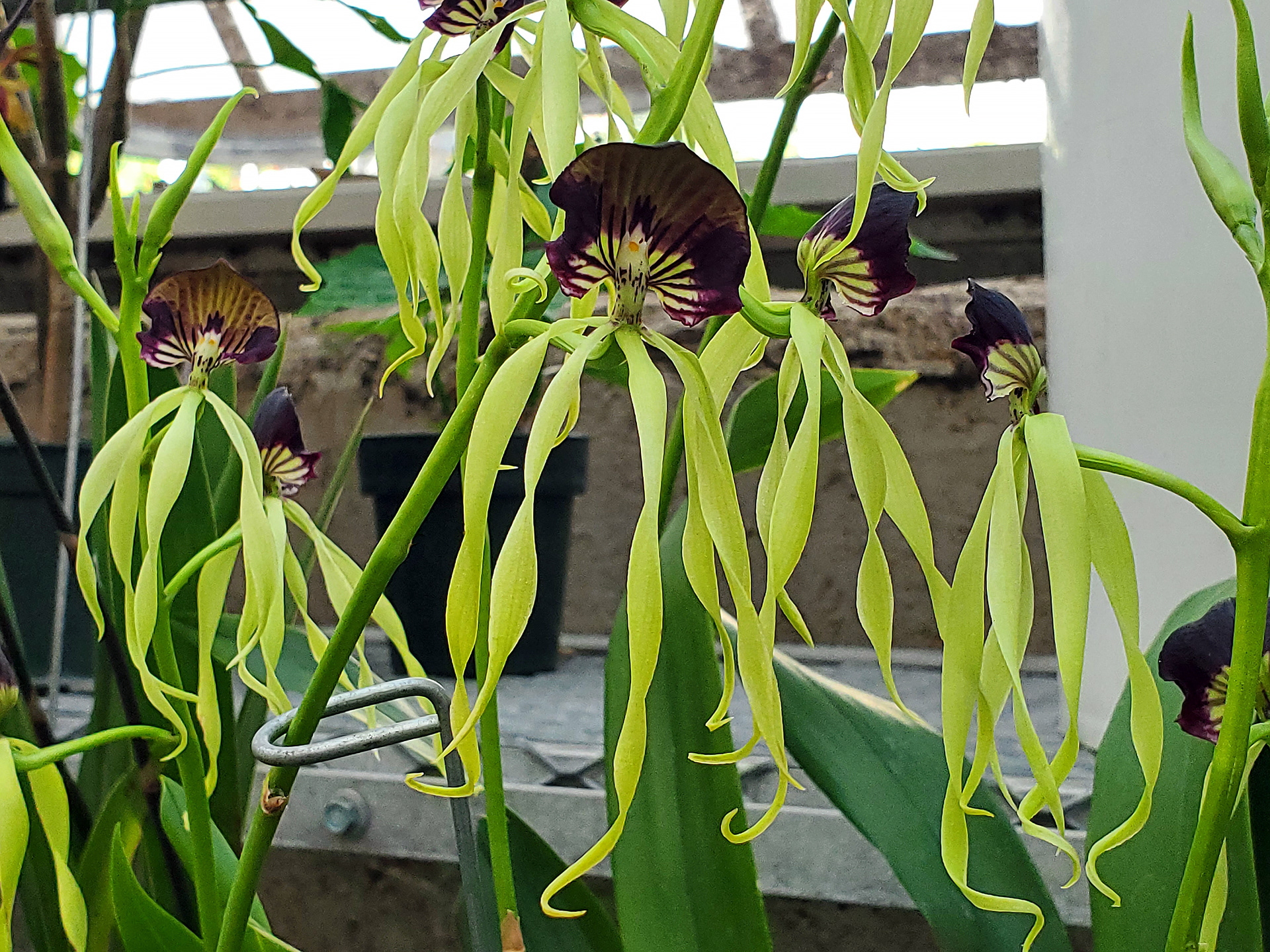 clamshell orchids