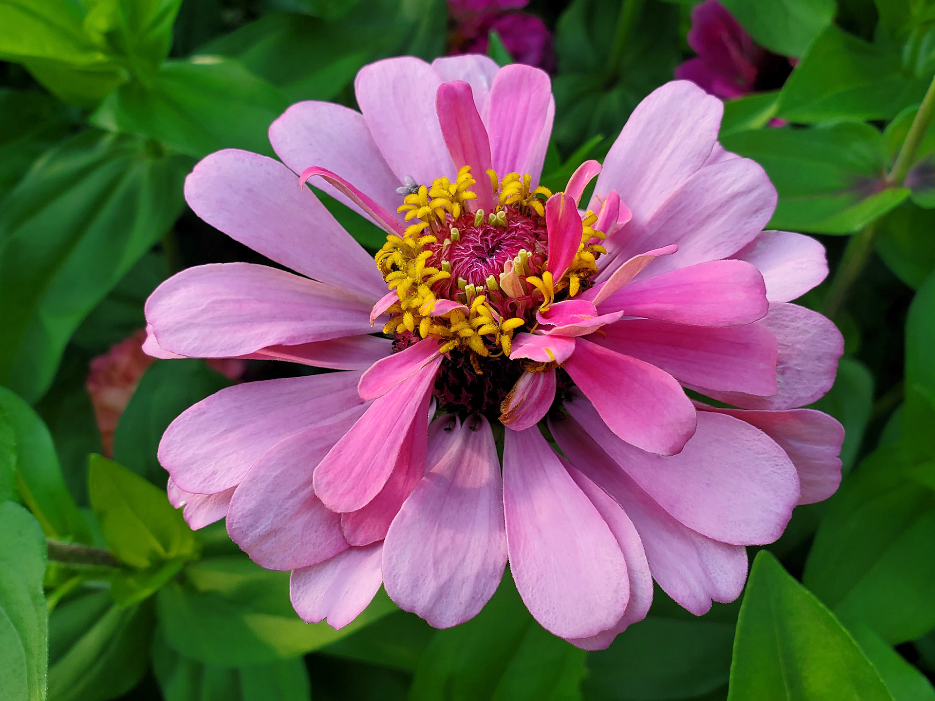 zinnia