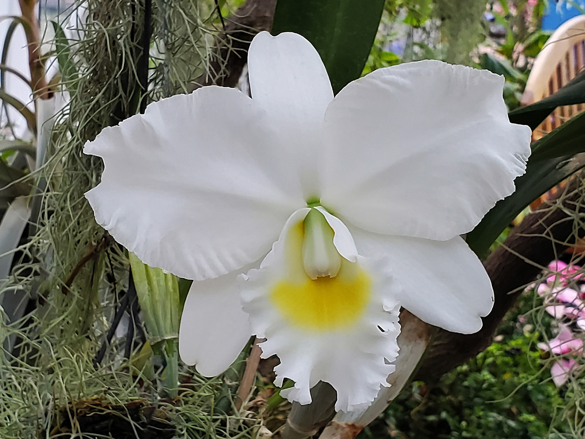 Christmas orchid