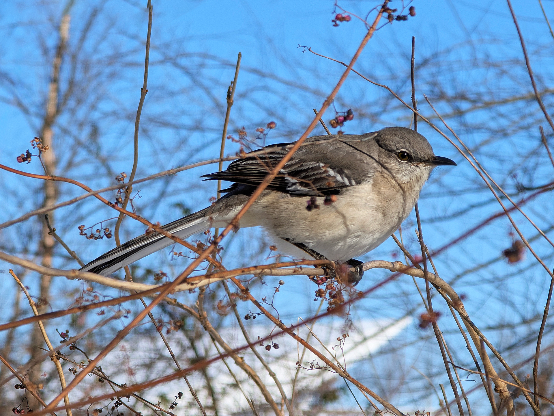 mockingbird