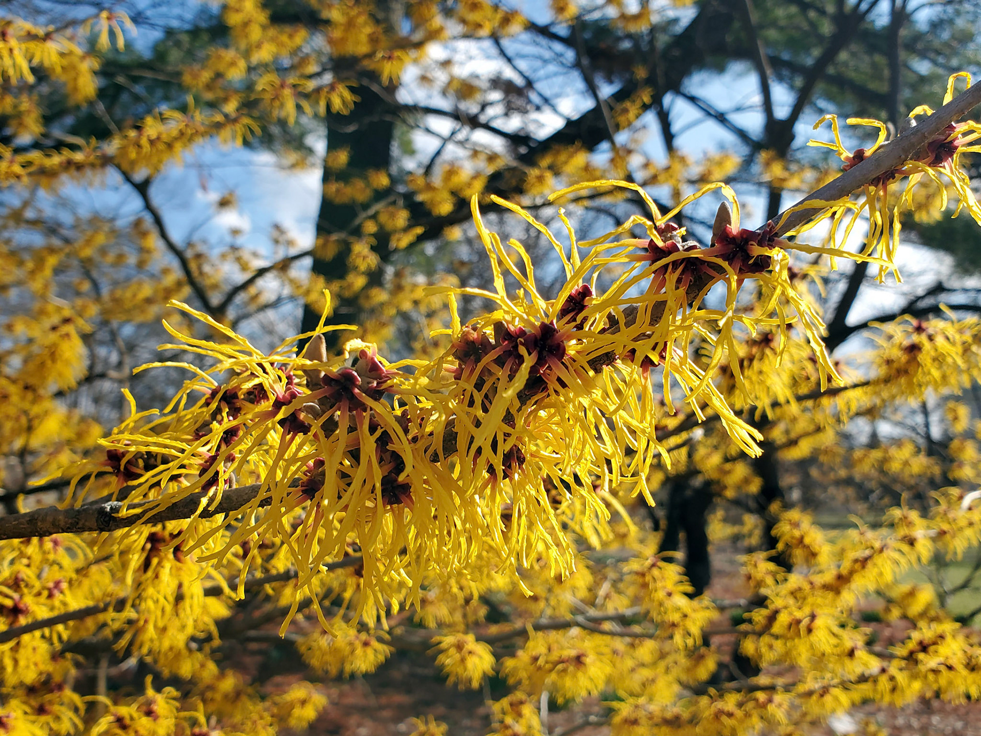 witchhazel