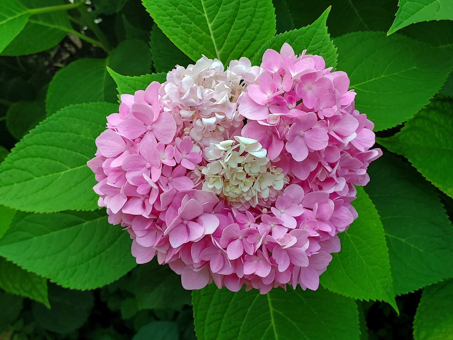 panicled hydrangea