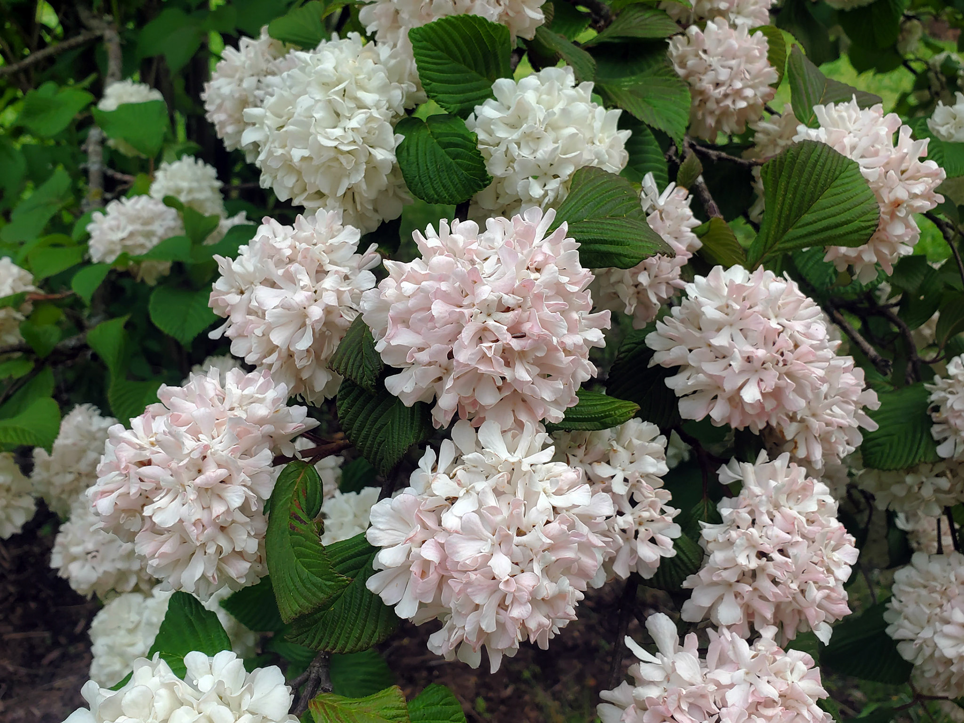 Japanese snowball viburnum