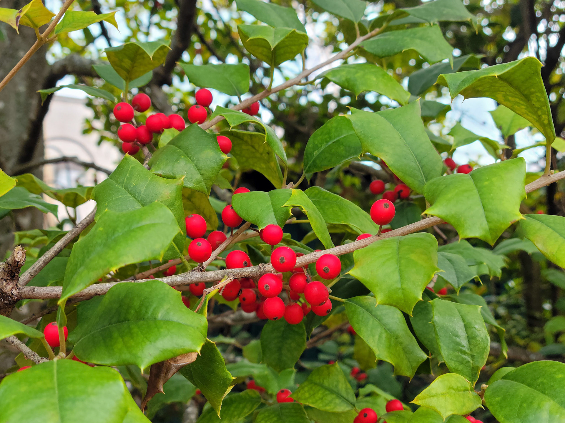 Japanese winterberry