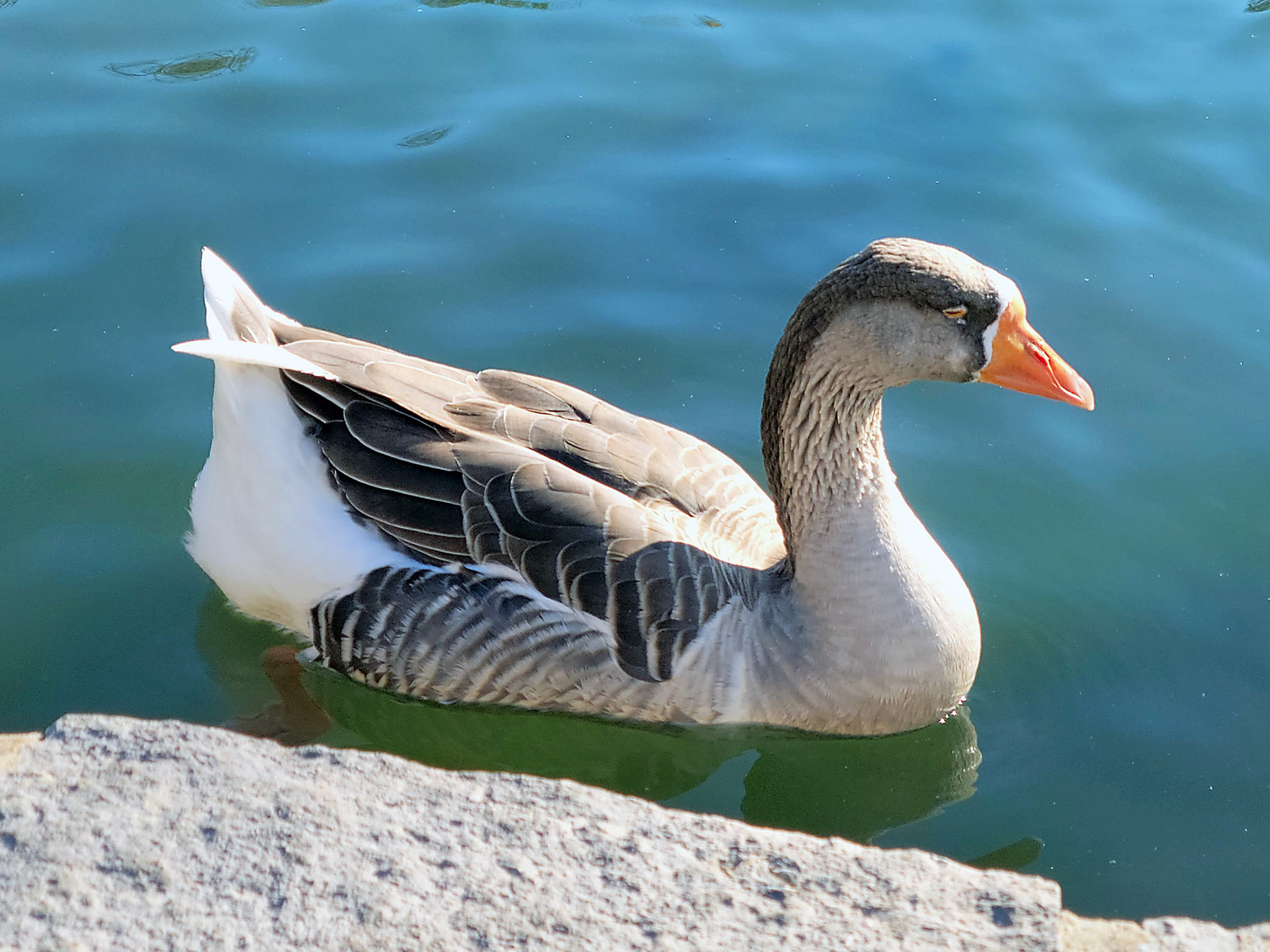 domestic goose