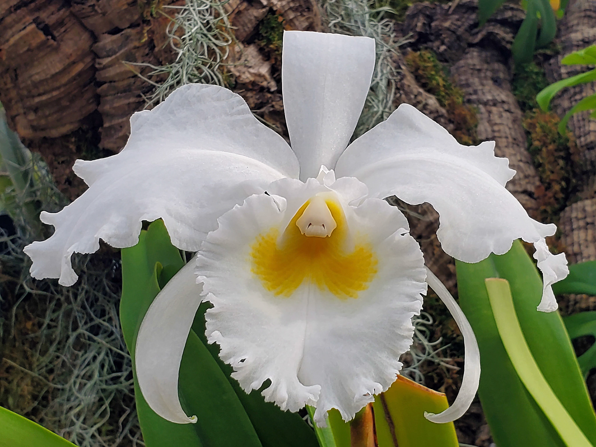 cattleya