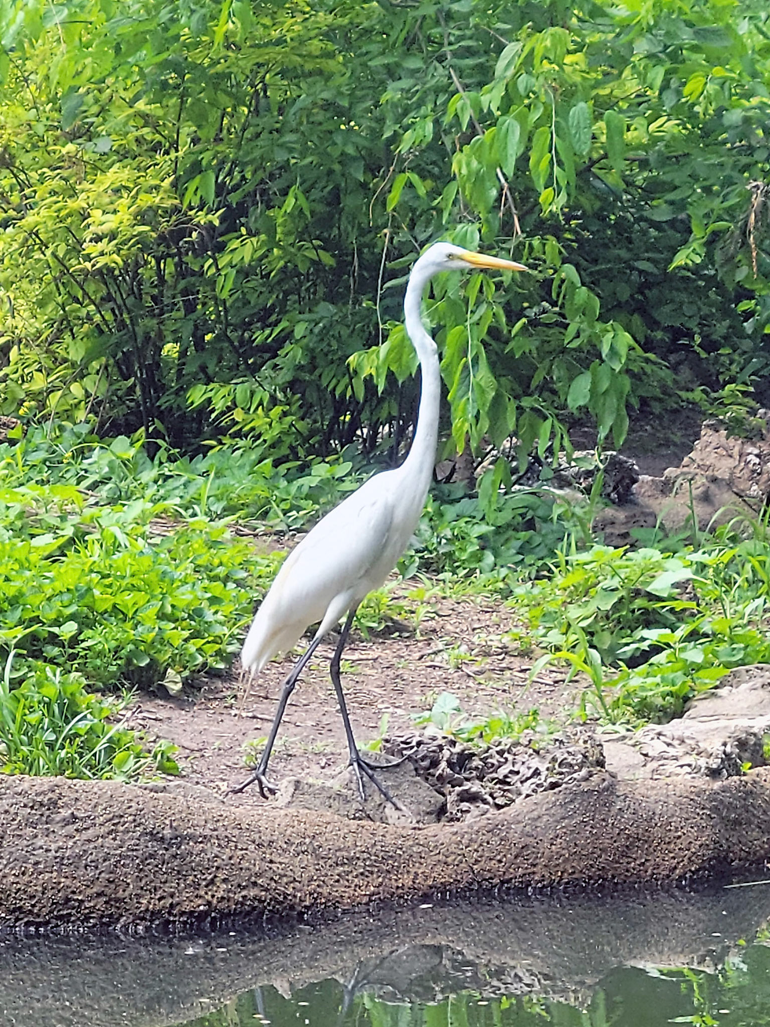 great egret