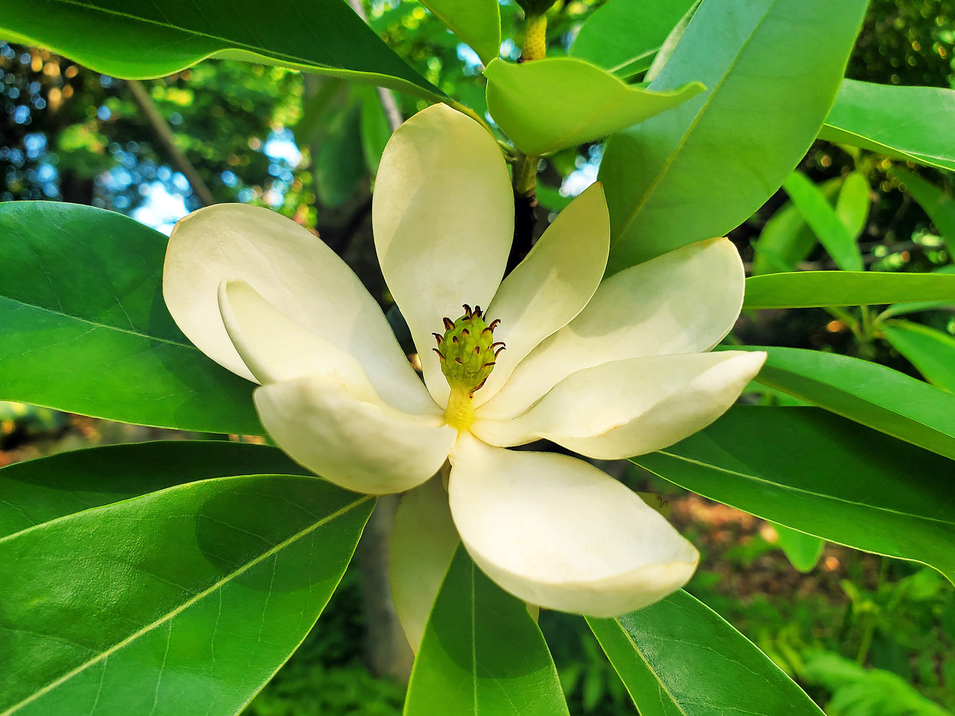 sweetbay magnolia
