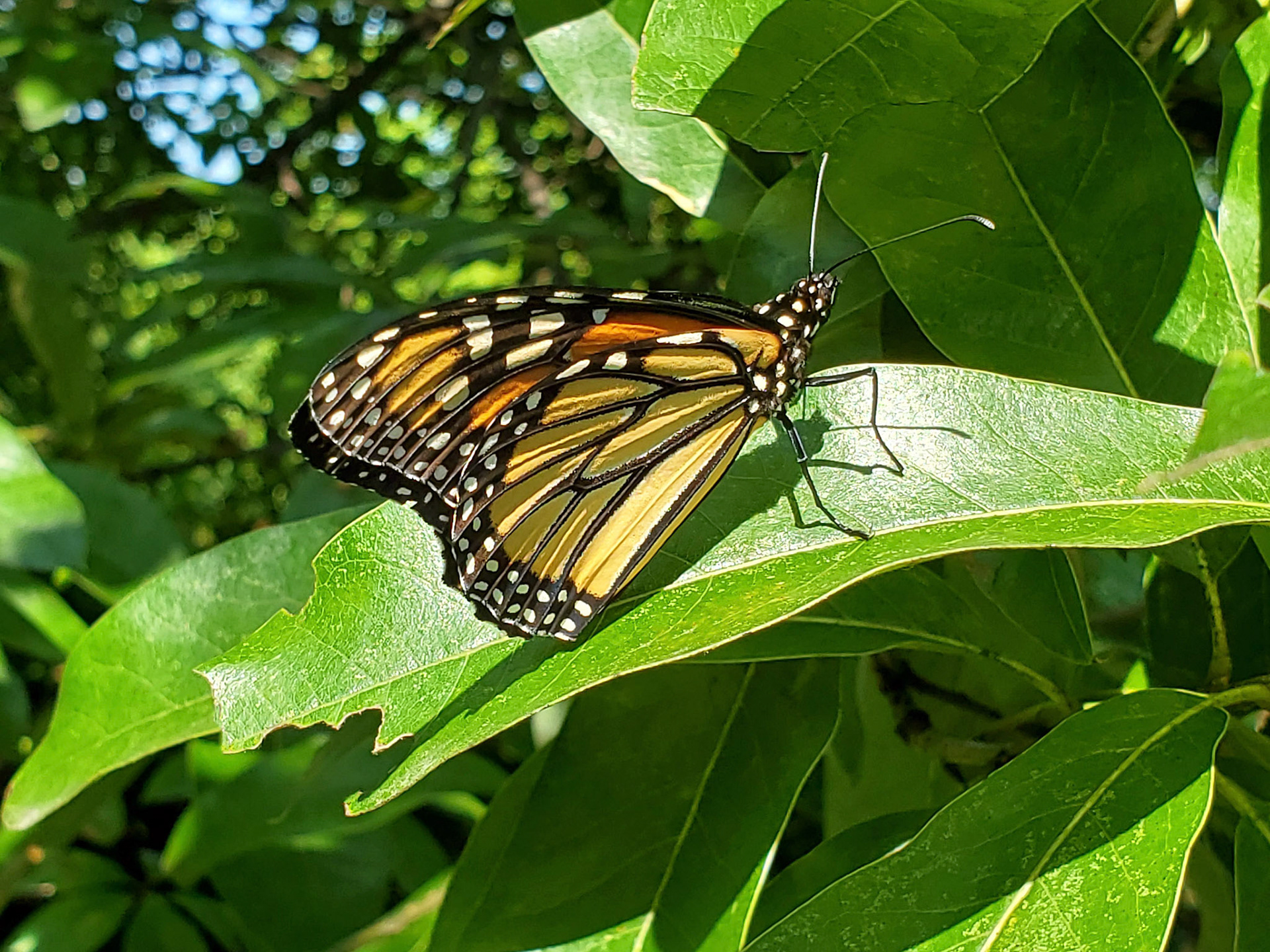 monarch