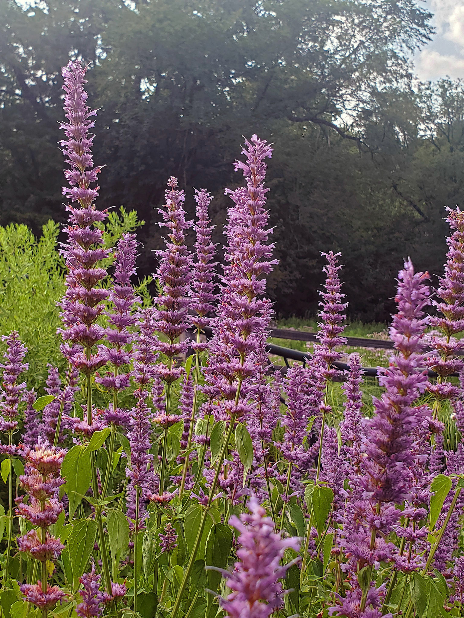 lilac sage