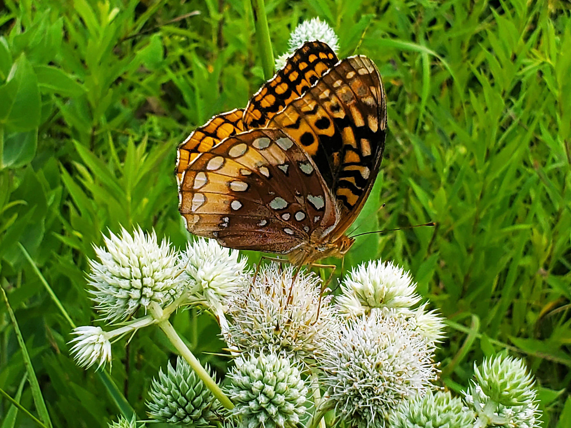 great spangled fritillary